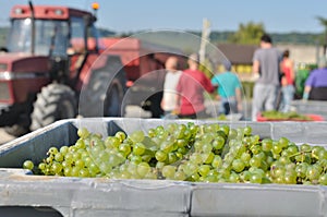 Grape harvest photo