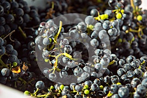 Grape harvest. Bunches of dark, freshly harvested grapes. Autumn is the time for grape harvest and winemaking