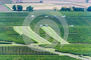 Grape harvest in Burgundy, France