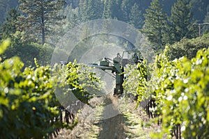Grape harvest in California wine country
