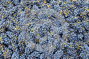 Grape harvest in Chelan, Washington