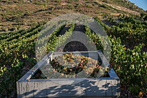 Harvested Grapes for wine production. Corsica photo