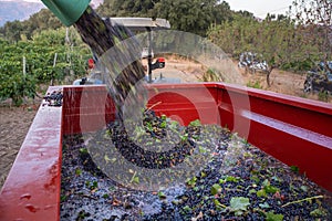 Harvested Grapes for wine production. Corsica photo