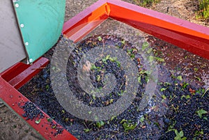 Harvested Grapes for wine production. Corsica photo