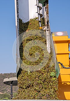 Harvested Grapes for wine production. Corsica photo