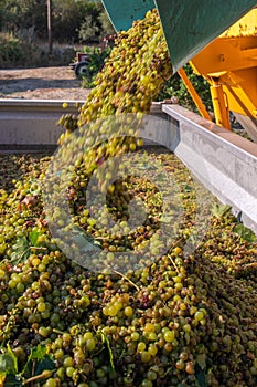 Harvested Grapes for wine production. Corsica photo