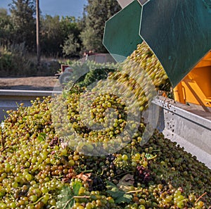 Harvested Grapes for wine production. Corsica photo