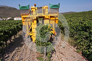 Harvested Grapes for wine production. Corsica photo