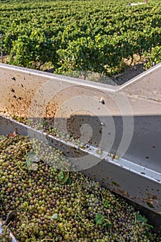 Harvested Grapes for wine production. Corsica photo