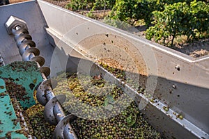 Harvested Grapes for wine production. Corsica photo