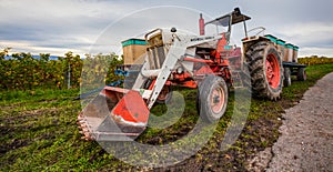 Grape Harvest III