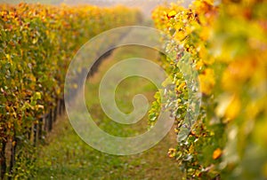 Grape harvest on the Moselle in a vineyard