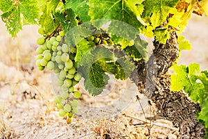 Grape harvest season on farm