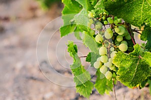 Grape harvest season - white grape on branch in sunlight