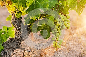 Grape harvest season -  winemakers photo