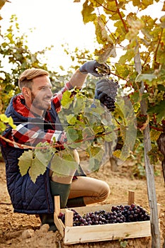 Grape harvest smiling worker vintner on vineyard