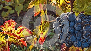 Grape harvest time