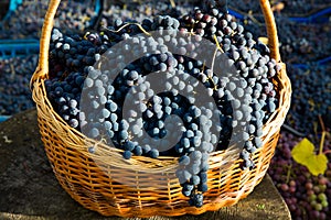 Grape harvest in the vineyard. Close-up of black clusters of Izabella grapes collected in basket and ready for wine production