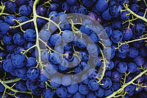 Grape harvest in a vineyard close-up