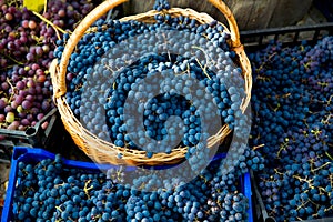 Grape harvest in the vineyard. Close-up of red and black clusters of Pinot Noir grapes collected in boxes and ready for wine