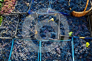 Grape harvest in the vineyard. Close-up of red and black clusters of Pinot Noir grapes collected in boxes and ready for wine