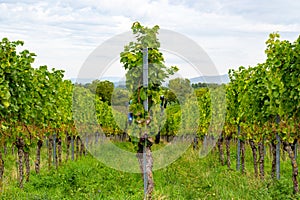 Grape harvest in the vineyards near Heitersheim im Breisgau