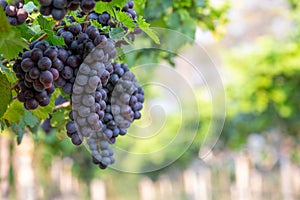 Grape harvest, Vineyards at sunset in autumn harvest ripe grapes in fall, Vineyard with ripe grapes in countryside at sunset,