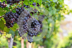 Grape harvest, Vineyards at sunset in autumn harvest ripe grapes in fall, Vineyard with ripe grapes in countryside at sunset,