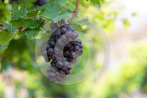 Grape harvest, Vineyards at sunset in autumn harvest ripe grapes in fall, Vineyard with ripe grapes in countryside at sunset,