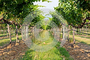 Grape harvest, Vineyards at sunset in autumn harvest ripe grapes in fall, Vineyard with ripe grapes in countryside at sunset,