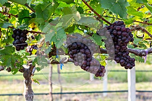 Grape harvest, Vineyards at sunset in autumn harvest ripe grapes in fall, Vineyard with ripe grapes in countryside at sunset,