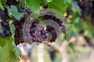 Grape harvest, Vineyards at sunset in autumn harvest ripe grapes in fall, Vineyard with ripe grapes in countryside at sunset,