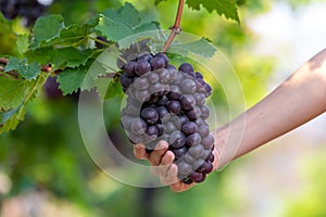 Grape harvest, Vineyards at sunset in autumn harvest ripe grapes in fall, Vineyard with ripe grapes in countryside at sunset,