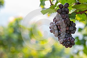 Grape harvest, Vineyards at sunset in autumn harvest ripe grapes in fall, Vineyard with ripe grapes in countryside at sunset,