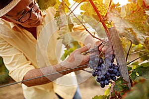 Grape harvest vintner on vineyard