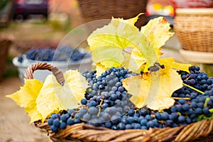 Grape harvest in wicker baskets