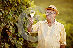 Grape harvest- winemaker in vineyard