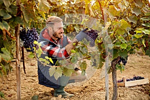 Grape harvest worker vintner on vineyard