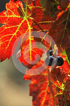 Grape harvested for winemaking photo