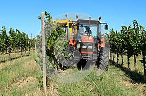 A grape harvester machine with the tractor at work among the vineyards in a sunny september morning