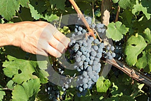 Grape harvesting