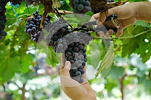 Grape harvesting