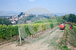 Grape Harvesting, Piedmont, Italy photo