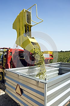 Grape harvesting machinery