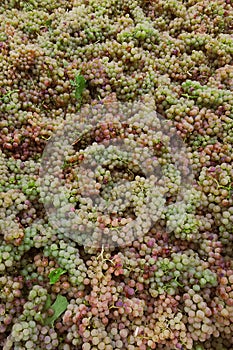 Grape harvesting, ripe grape background