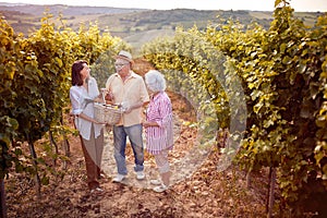 Grape harvesting- Senior winemakers with daughter in vineyard