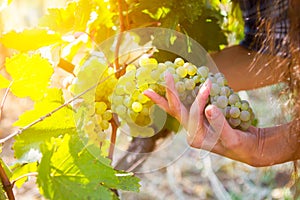 Grape harvesting in a vineyard in Kakheti region, Georgia. Woman