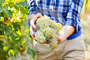 Grape harvesting in a vineyard in Kakheti region, Georgia. Woman