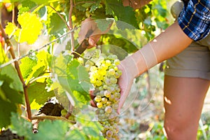 Grape harvesting in a vineyard in Kakheti region, Georgia. Woman