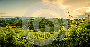 Grape hills and mountains view from wine street in Styria, Austria & x28; Sulztal Weinstrasse & x29; in summer